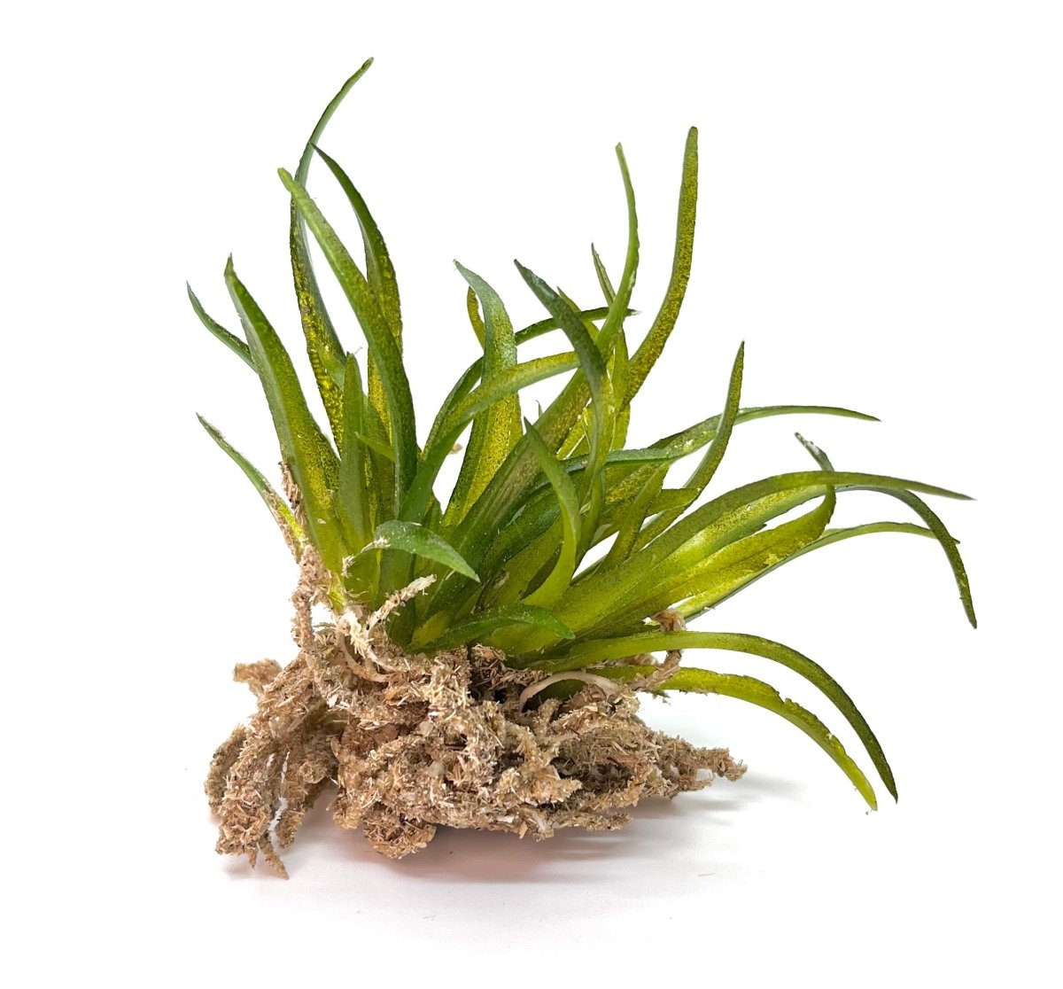 Dekopflanze - Materialmix - grün - ca. 8 cm - Wichteltür Zubehör - Wichteltüren - Succulente - künstliche Pflanzen - Dekoration - s'Wichtal - Bernd Borowicz