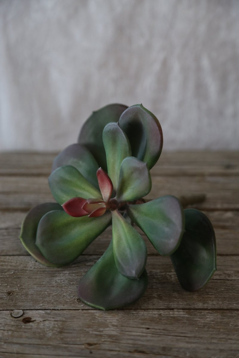 Succulente - Kunststoff - grün-rot - H 17 cm - s'Wichtal