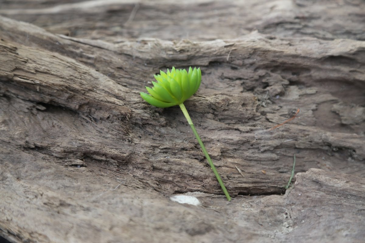 Succulente - Kunststoff - grün - H 8 cm - S´Wichtal - Bernd Borowicz