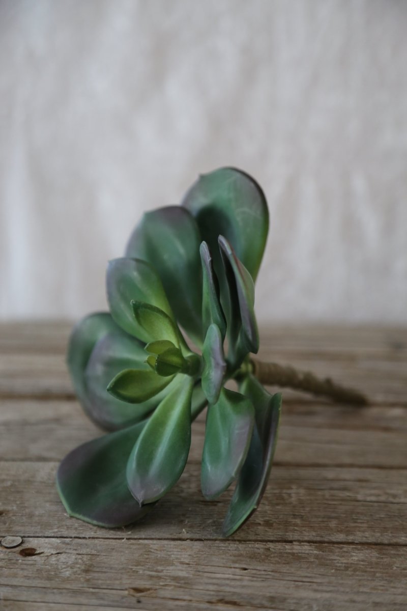 Succulente - Kunststoff - grün - H 17 cm - s'Wichtal