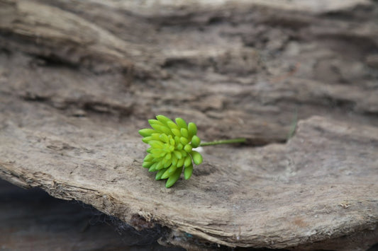 Succulente - Kunststoff - grün - H 8 cm - S´Wichtal - Bernd Borowicz